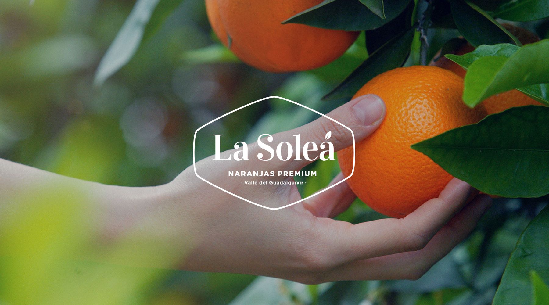 Logo of oranges La Soleá